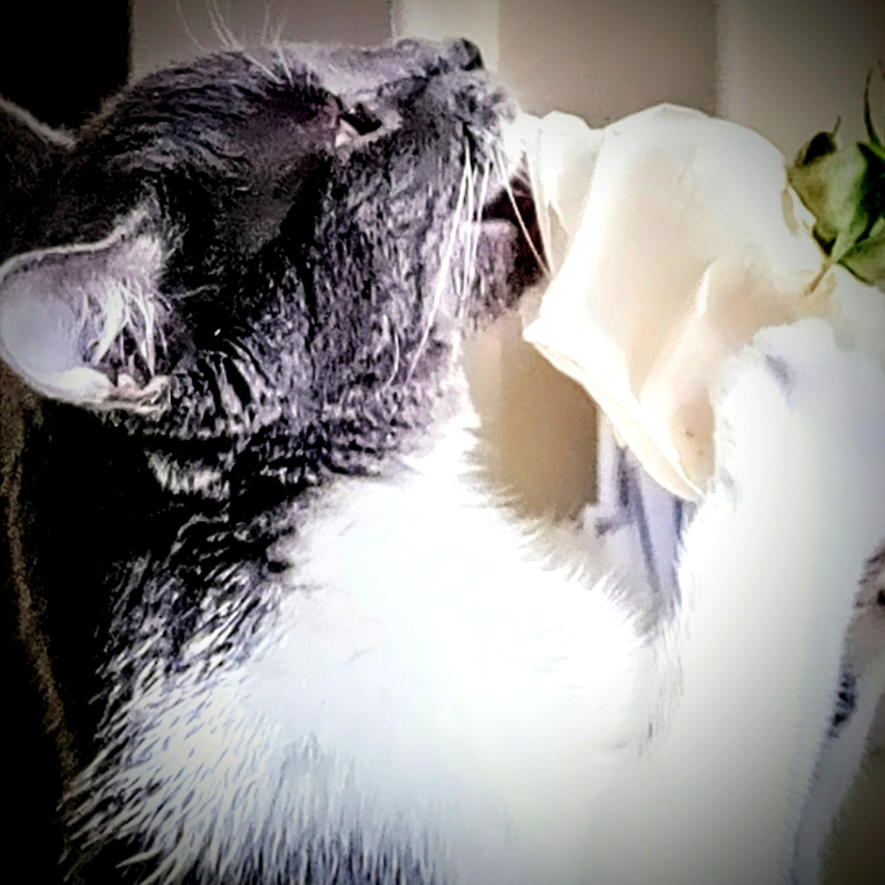 Meet your Posher, Marisol